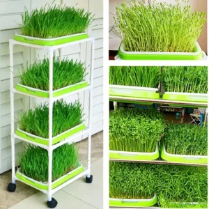 Automatic Seed Sprouter Machine