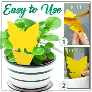 Convenient Fruit Fly Trap