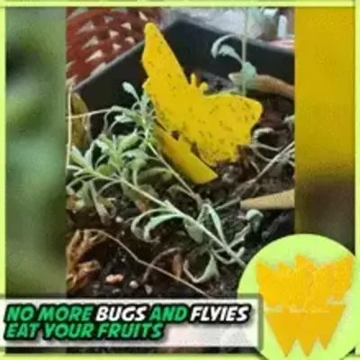 Convenient Fruit Fly Trap