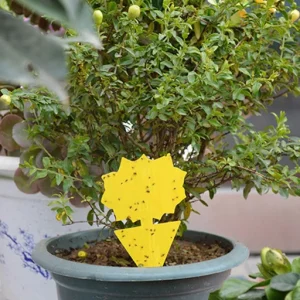 Convenient Fruit Fly Trap