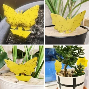 Convenient Fruit Fly Trap