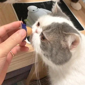 Cat Treat Sugar Ball