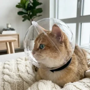 Bubble Cone Transparent Cat Recovery Groom Helmet